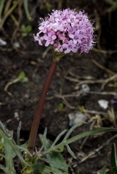 valeriana tuberosa thumbnail