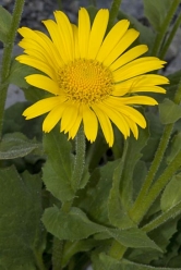 doronicum grandiflorum thumbnail graphic