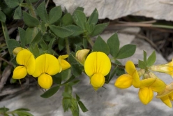 lotus corniculatus possible thumbnail graphic