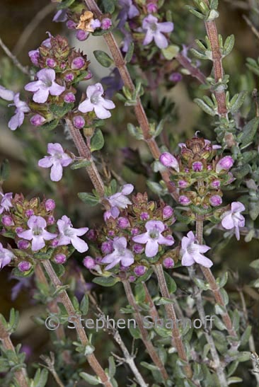 thymus vulgaris graphic