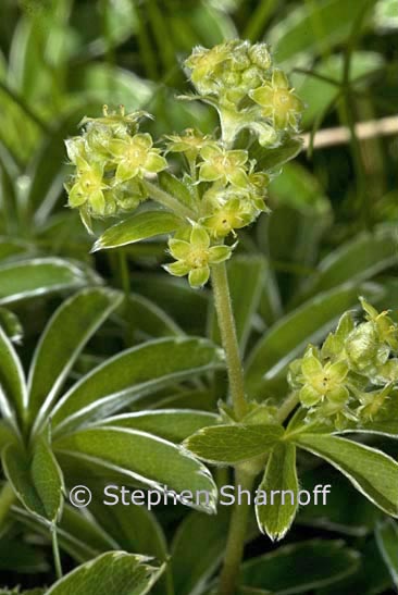 small yelgreen subalpine graphic