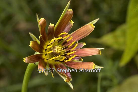 tragopogon crocifolius graphic