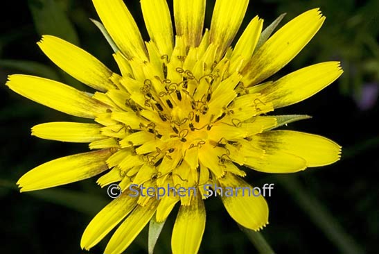 tragopogon pratense graphic