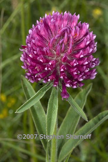 trifolium alpestre graphic