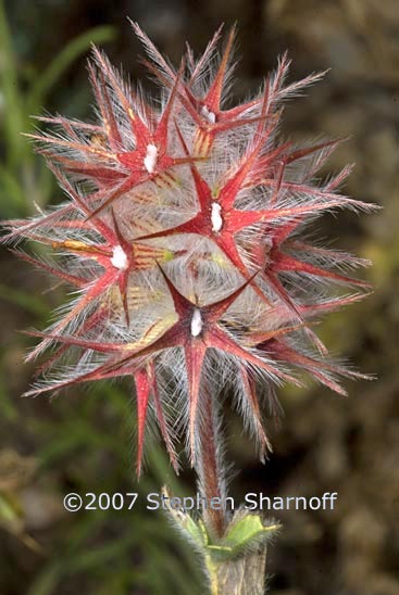 trifolium stellatum graphic