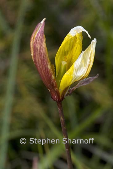 tulipa australis 1 graphic