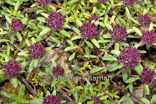 unknown subalpine graphic