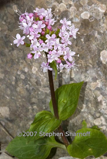 valeriana asarifolia graphic