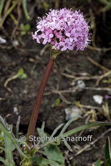 valeriana tuberosa graphic