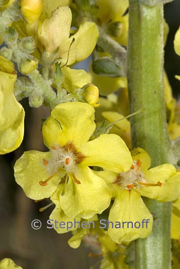 verbascum 2 graphic