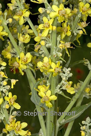 verbascum 1 graphic