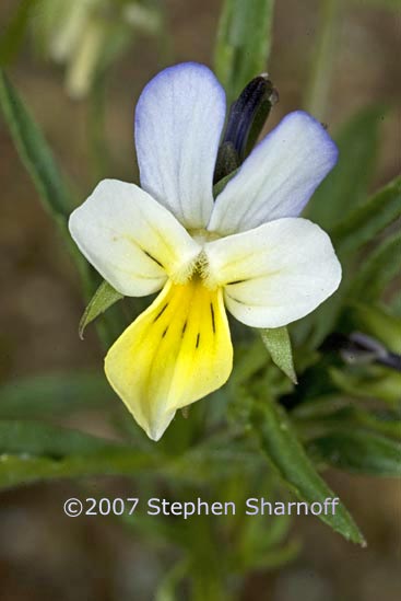 viola arvensis graphic