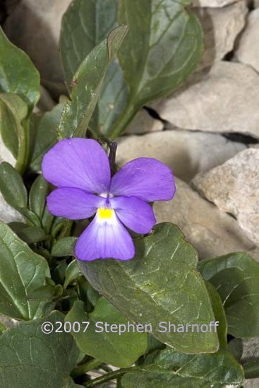 viola calcarata graphic