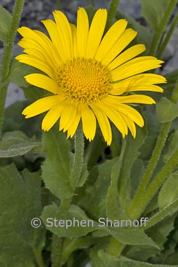 yellow composite subalpine graphic