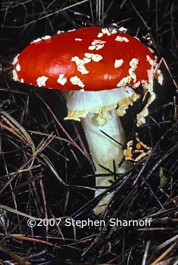 amanita muscaria 1 graphic