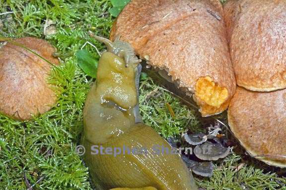 banana slug eating mushroom 1 graphic