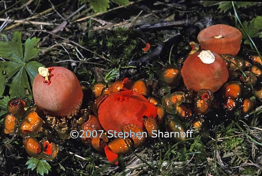 calostoma cinnebarina graphic