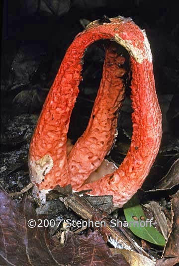 clathrus columnatus graphic