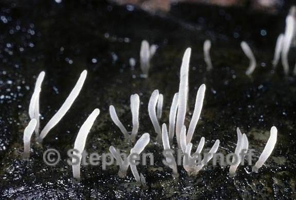 clavaria vermicularis 2 graphic