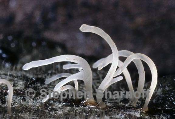 clavaria vermicularis 3 graphic