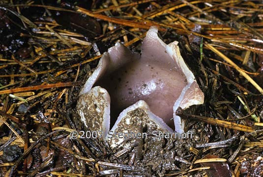 cup fungus emerging graphic