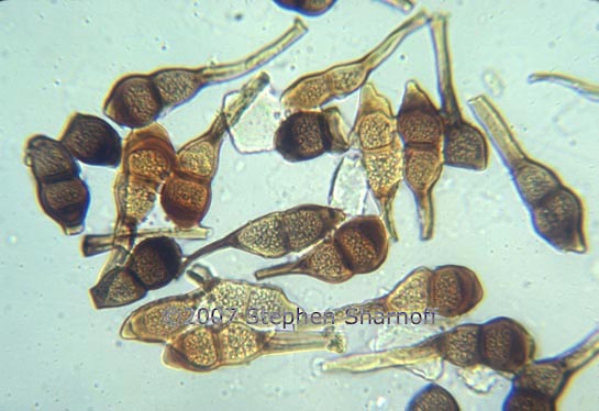 fungal spores graphic