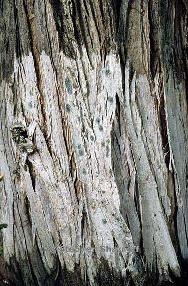 fungus 1018 3 graphic