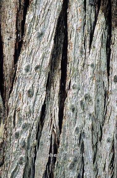 fungus 1018 4 graphic