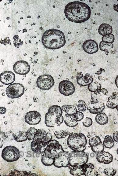 fungus 1633 8 graphic