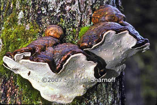 ganoderma applanatum 1 graphic