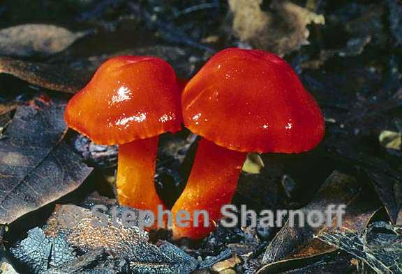 hygrophorus puniceus 2 graphic