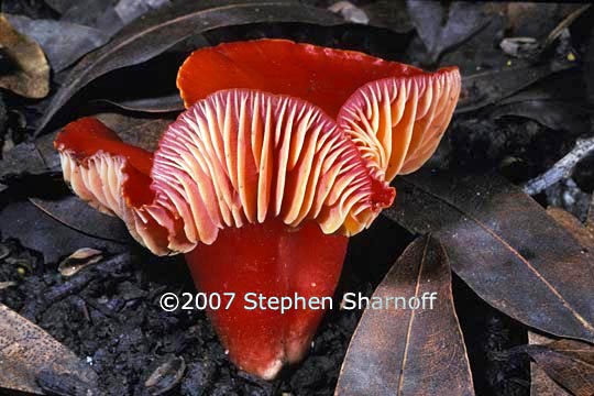 hygrophorus puniceus 1 graphic