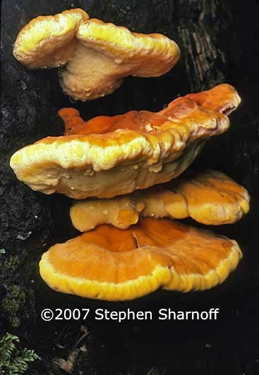 laetiporus sulphureus graphic