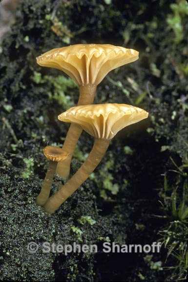 lichenomphalia umbellifera 1 graphic