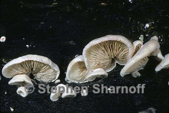 pleurotus ostreatus 2 graphic