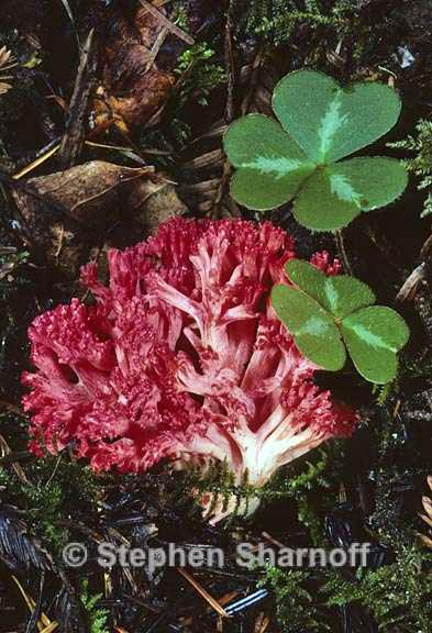 ramaria aeriospora 1 graphic