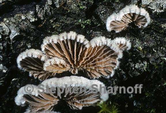 schizophyllum commune graphic