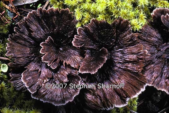 thelephora 3 graphic