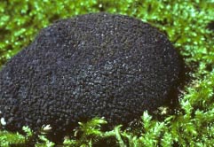 annulohypoxylon_thouarsianum