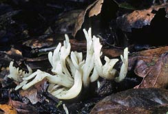 clavaria poss thumbnail graphic