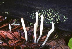 clavaria vermicularis thumbnail graphic