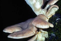 pleurotus ostreatus thumbnail graphic