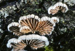 schizophyllum commune thumbnail graphic