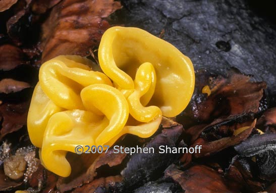 tremella mesenterica graphic