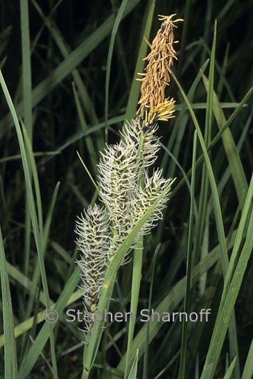 carex 1 graphic