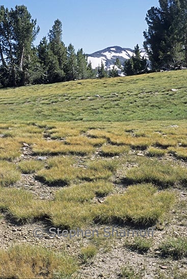 carex filifolia graphic