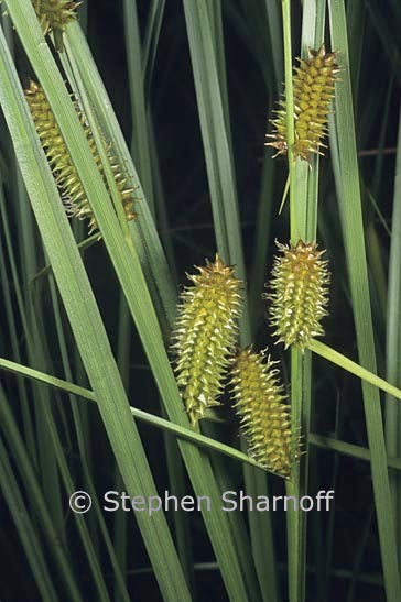 carex utriculata graphic