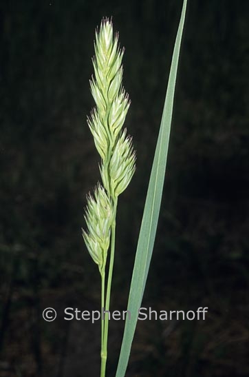 dactylis glomerata graphic