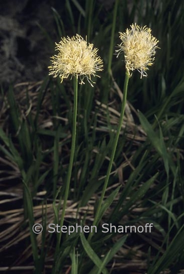 eriophorum possibly graphic