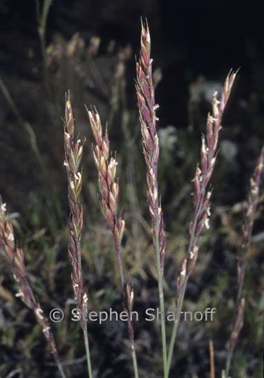 festuca possibly graphic